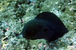 eel